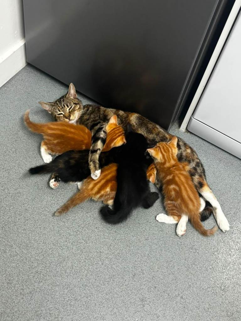 Beautiful Mixed-Litter Kittens for Sale 🐾