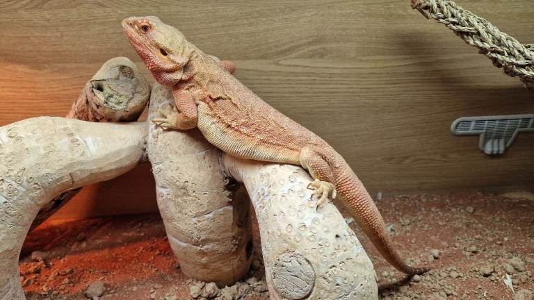 Bearded Dragon and set up