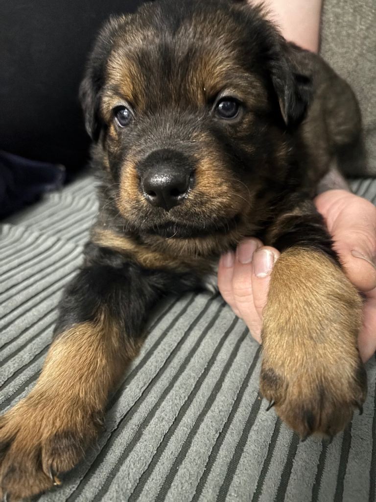 Rottweiler 