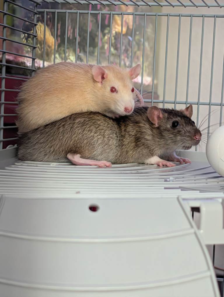 2 beautiful Male Rats and cage
