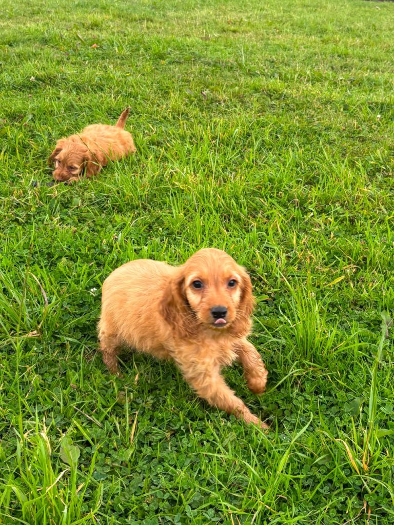 cockapoo pups