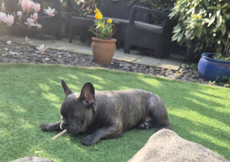 French bulldog puppy 1 girl. Left blue brindle