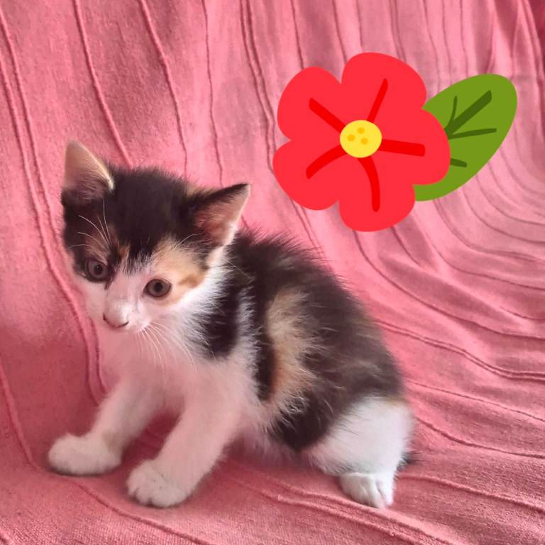 Kittens 