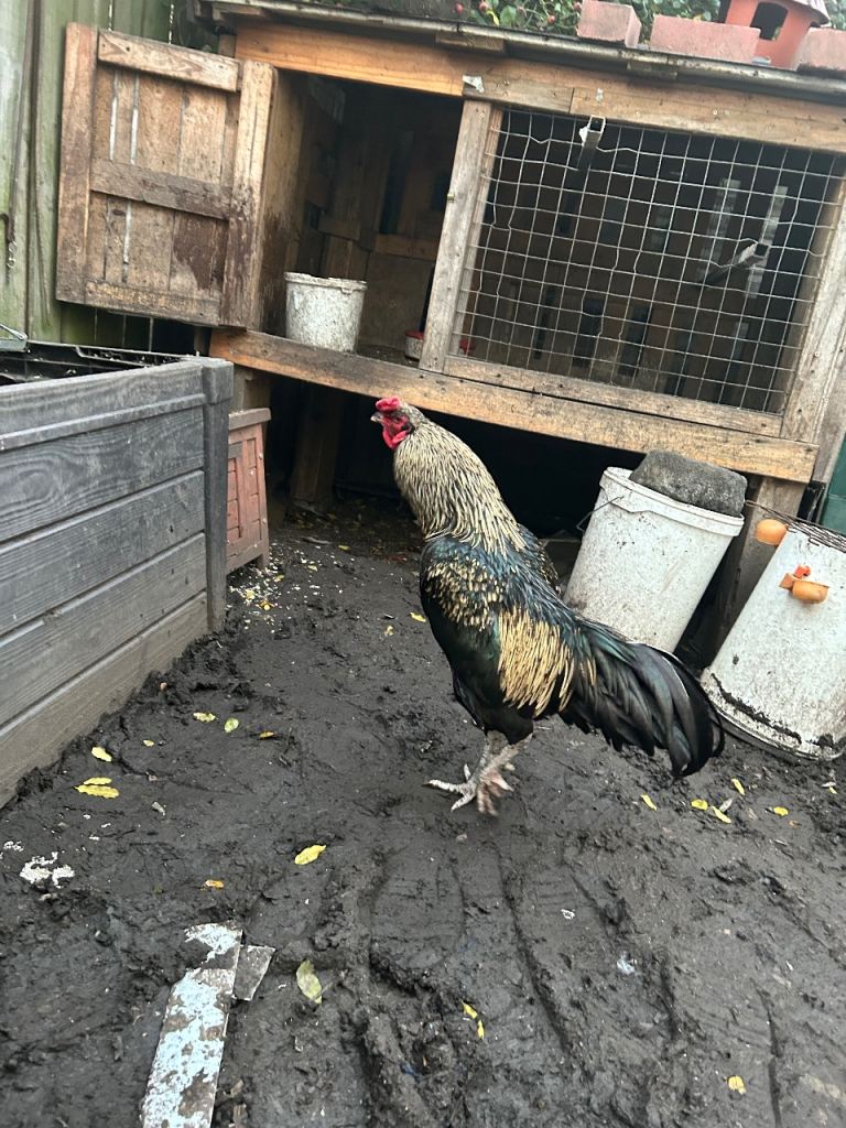 Aseel Rooster, hens and Pullets for sale