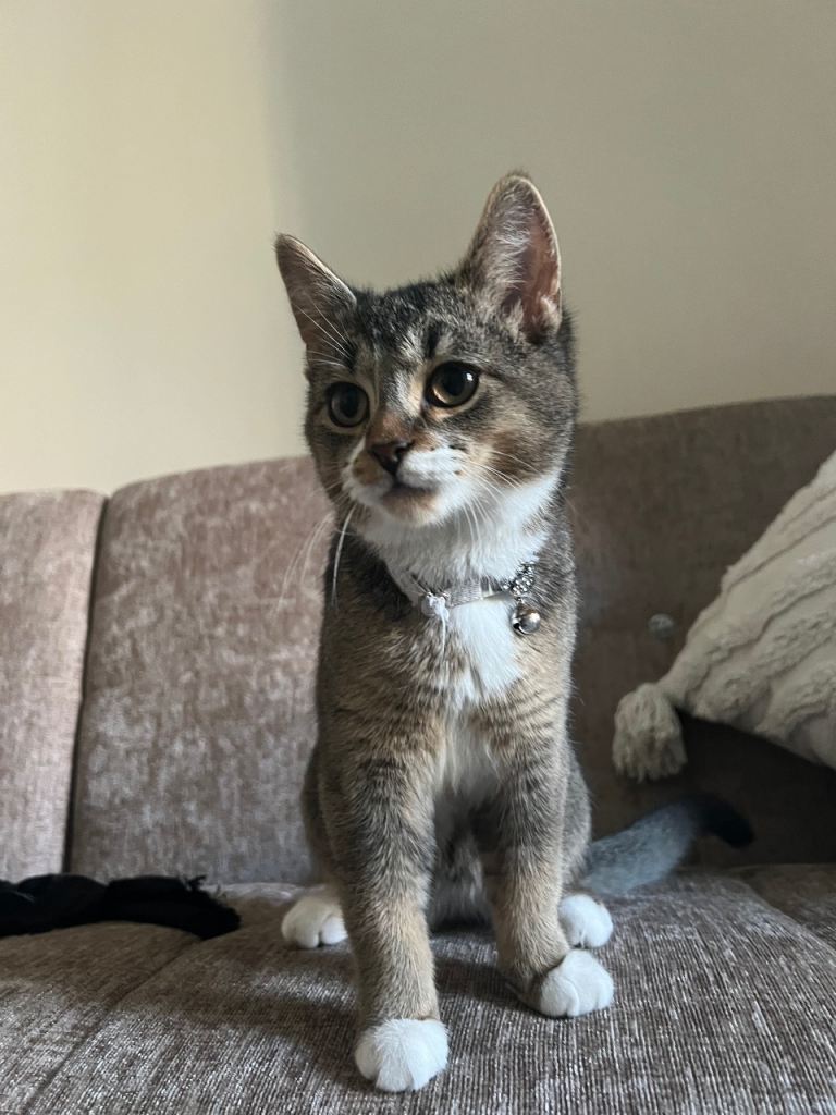Boy kitten with free cat house and scratcher