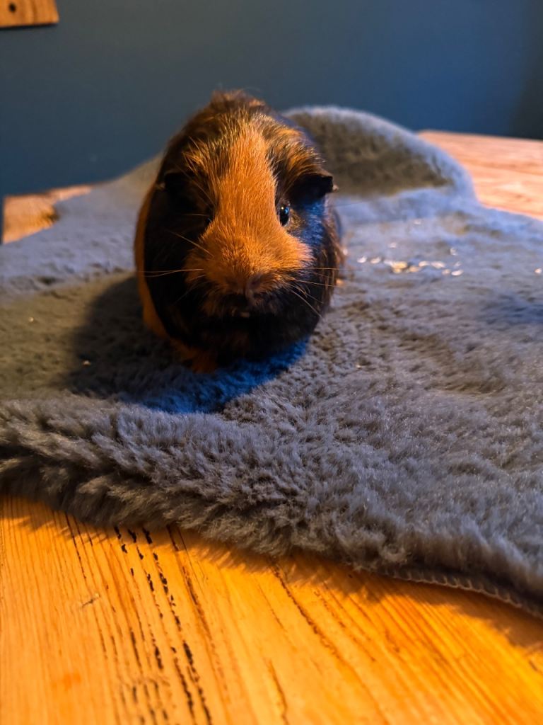 Boar guinea pig