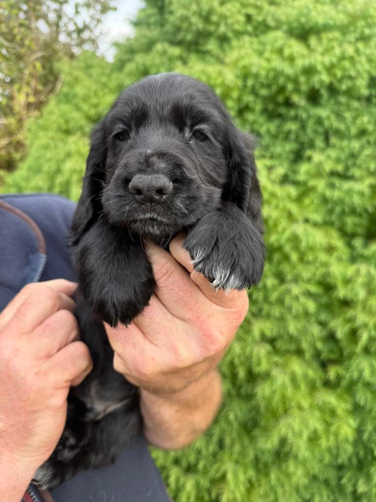 Cocker spaniel puppies