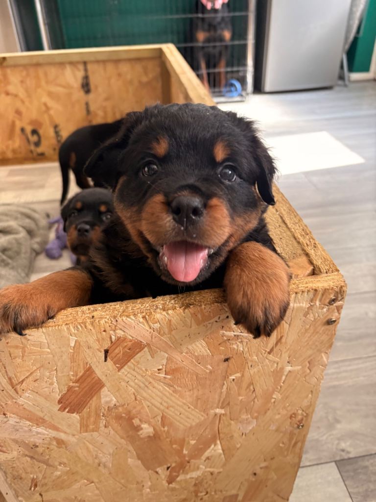 1 beautiful girl world champion bloodlines 