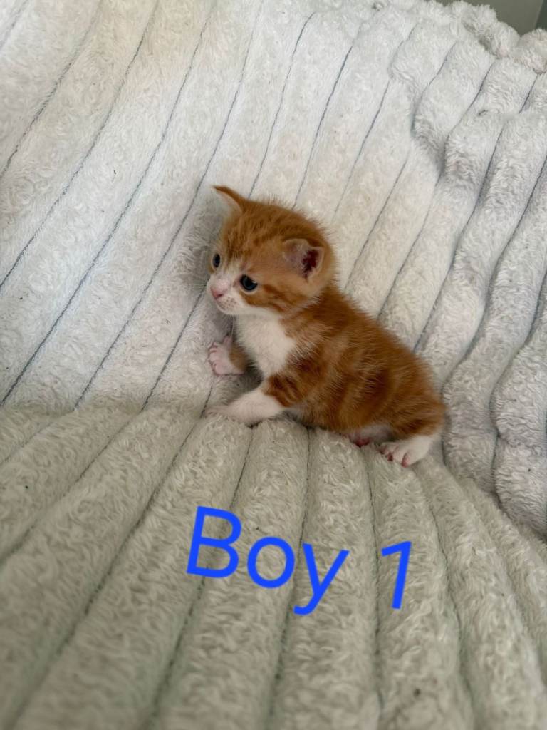 Kittens for sale 