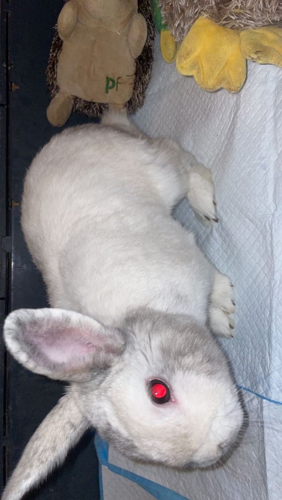Rabbit with cage and travel bag 