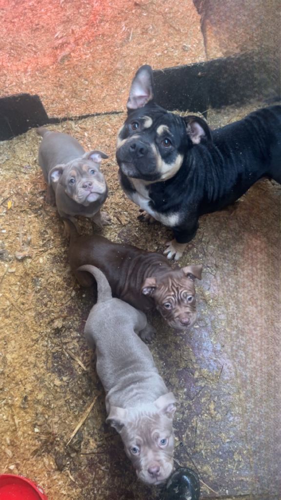 ⭐️POCKET BULLY⭐️