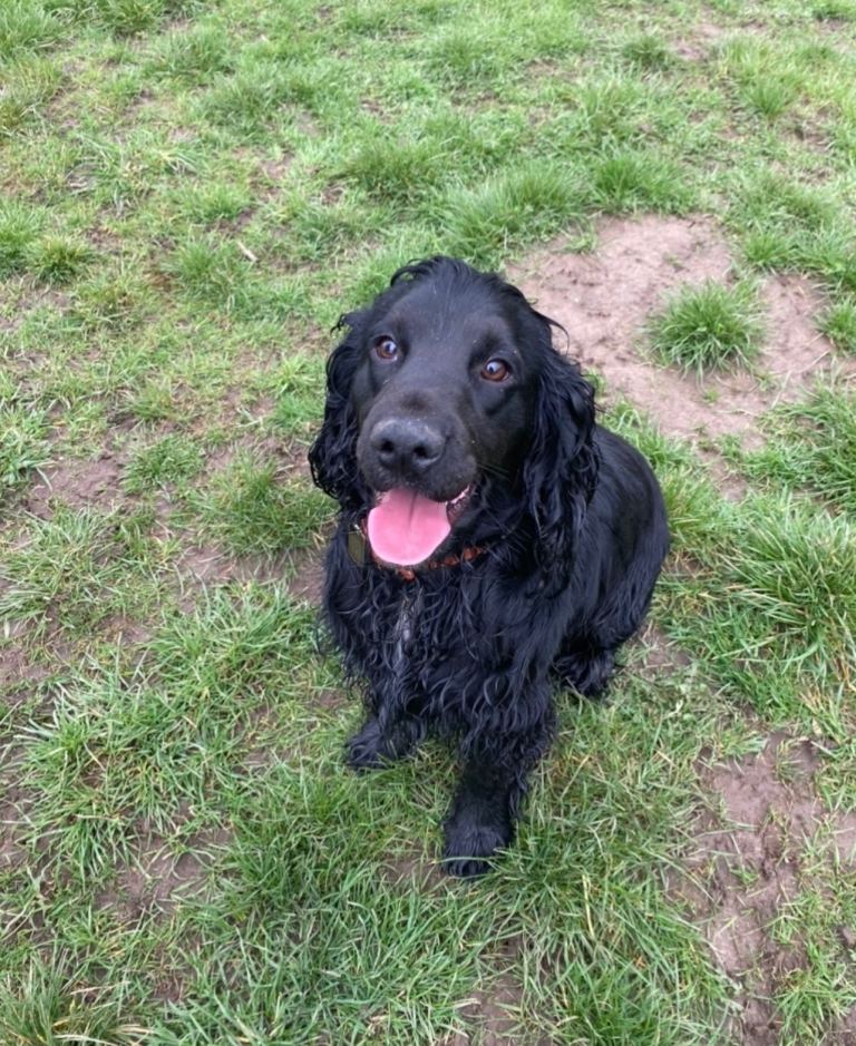2 beautiful cocker spaniels , must be rehoused together 