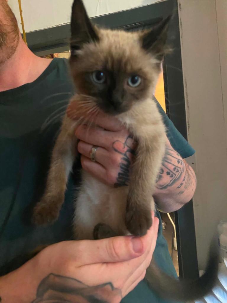 Ragdoll female kitten 
