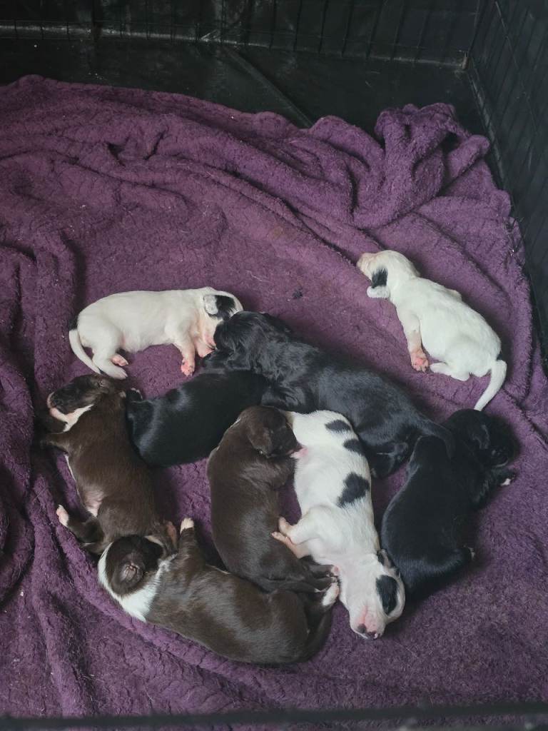 sprocker puppies