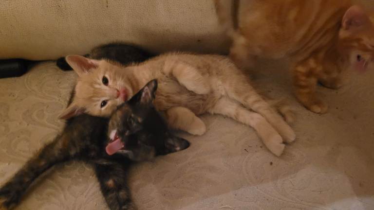 Four gorgeous kittens available!