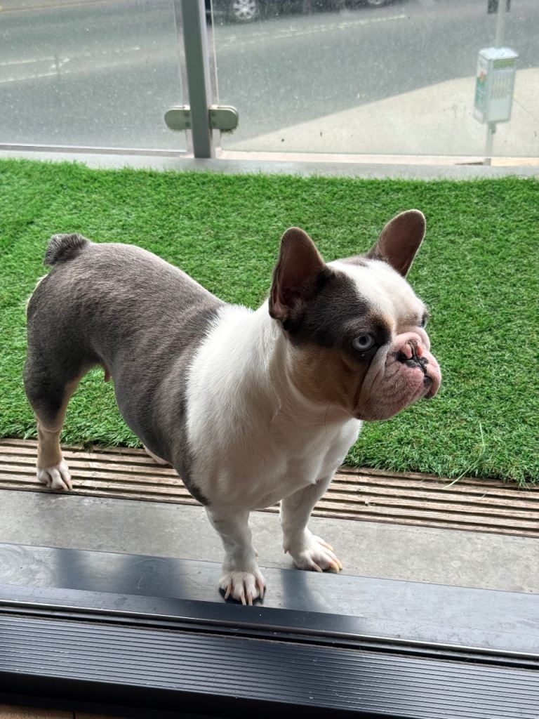 Stunning Husky Blue French Bulldog Female