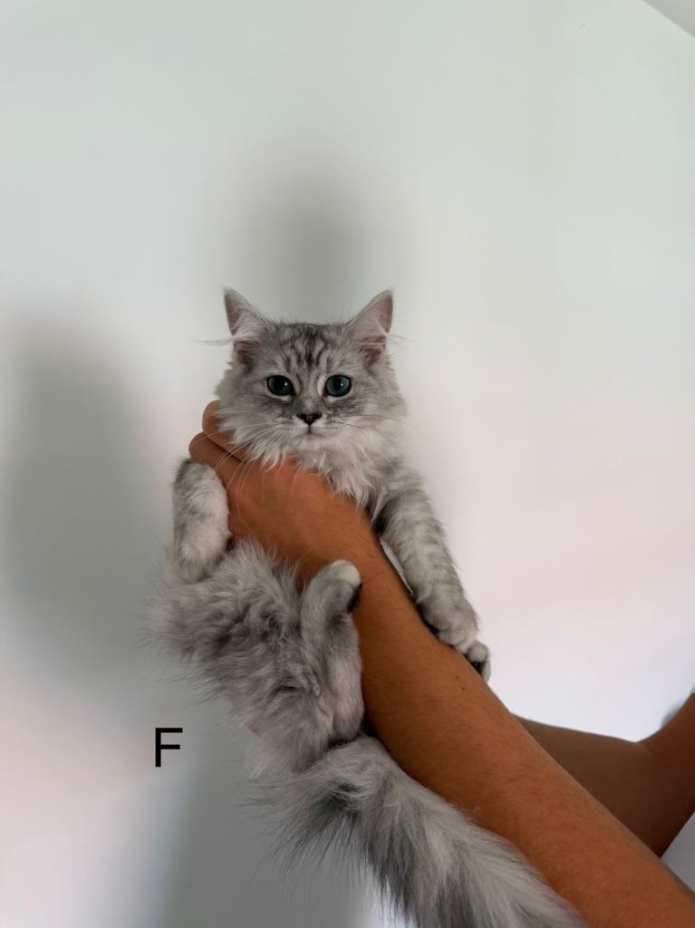 UPDATED: Long Haired Chinchilla Ragdoll X Persian Kittens