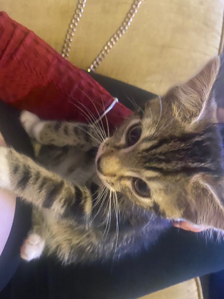 Kittens for sale