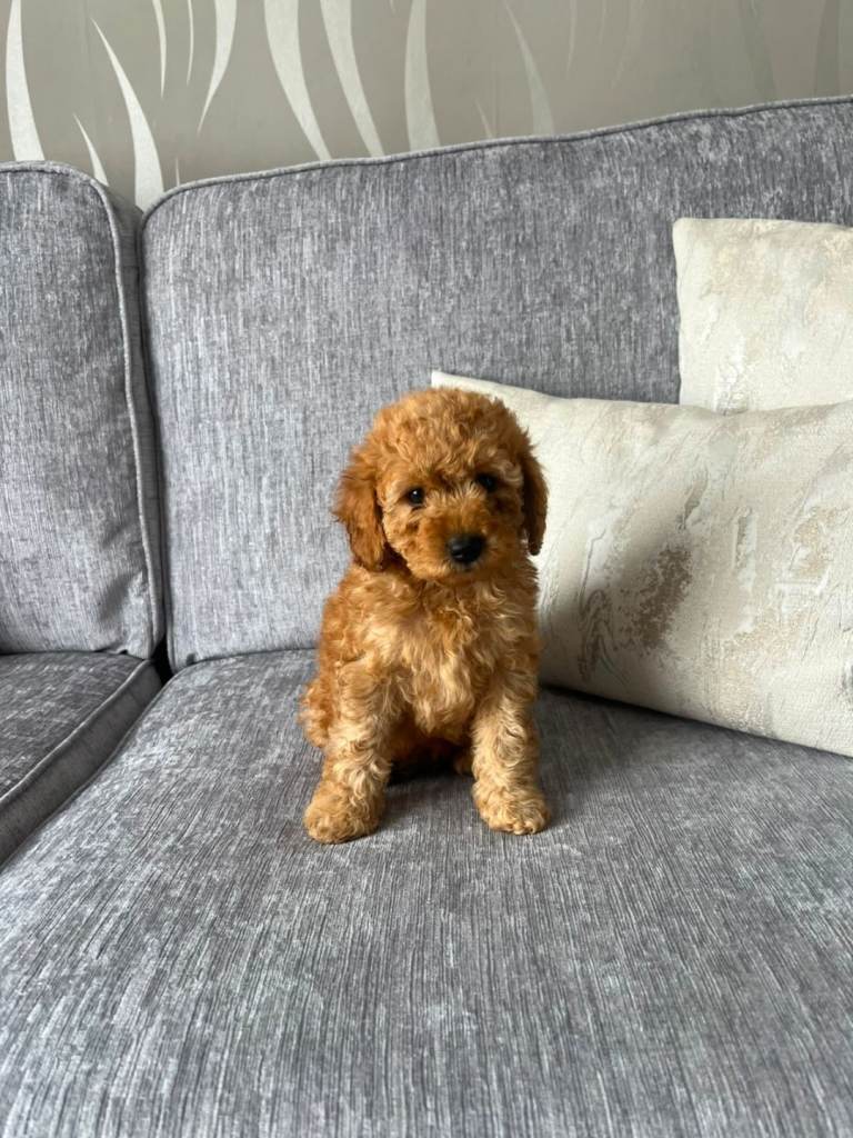 Cavapoo F1b puppies 