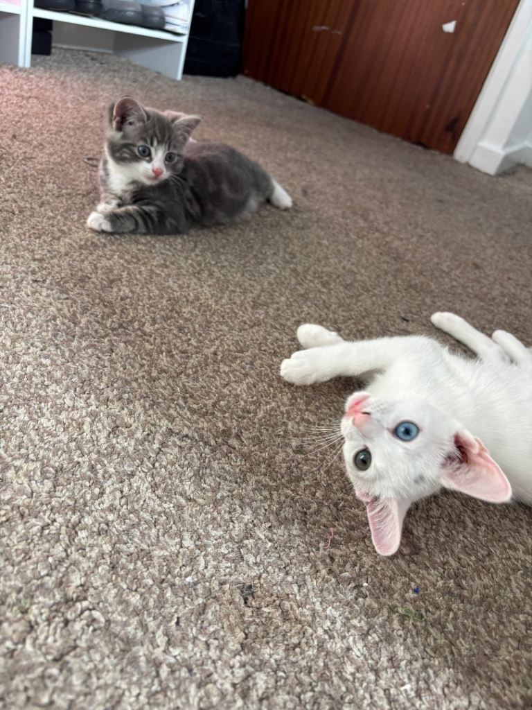 Two Beautiful female kittens need loving homes urgently!!
