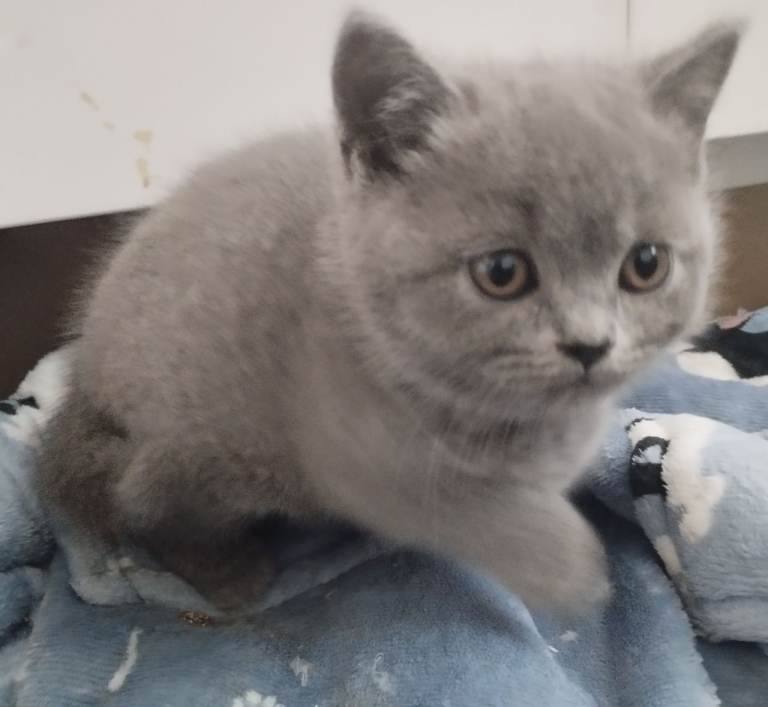 British Blue Kittens