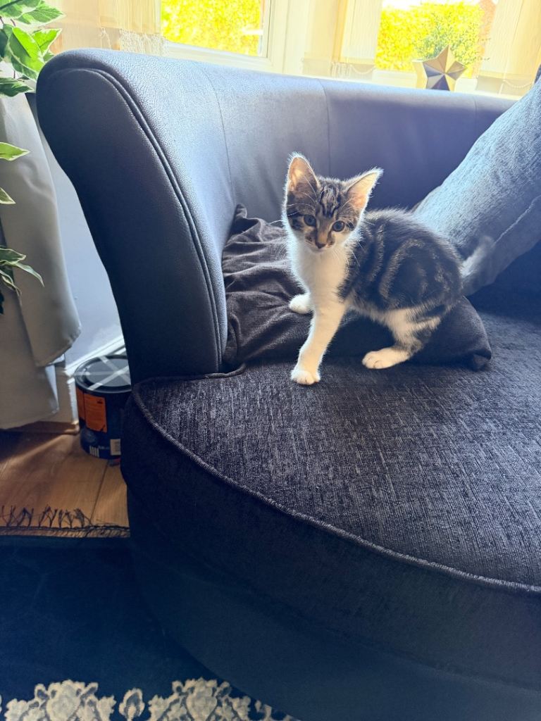 12-Week-Old Male Kitten for Sale  Loving & Playful