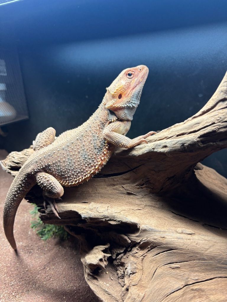 Bearded Dragon and full set up