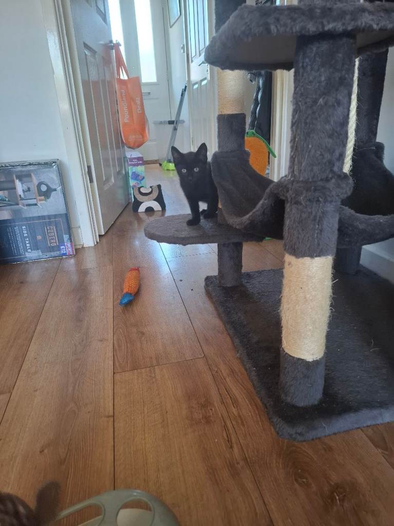 Black male kitten
