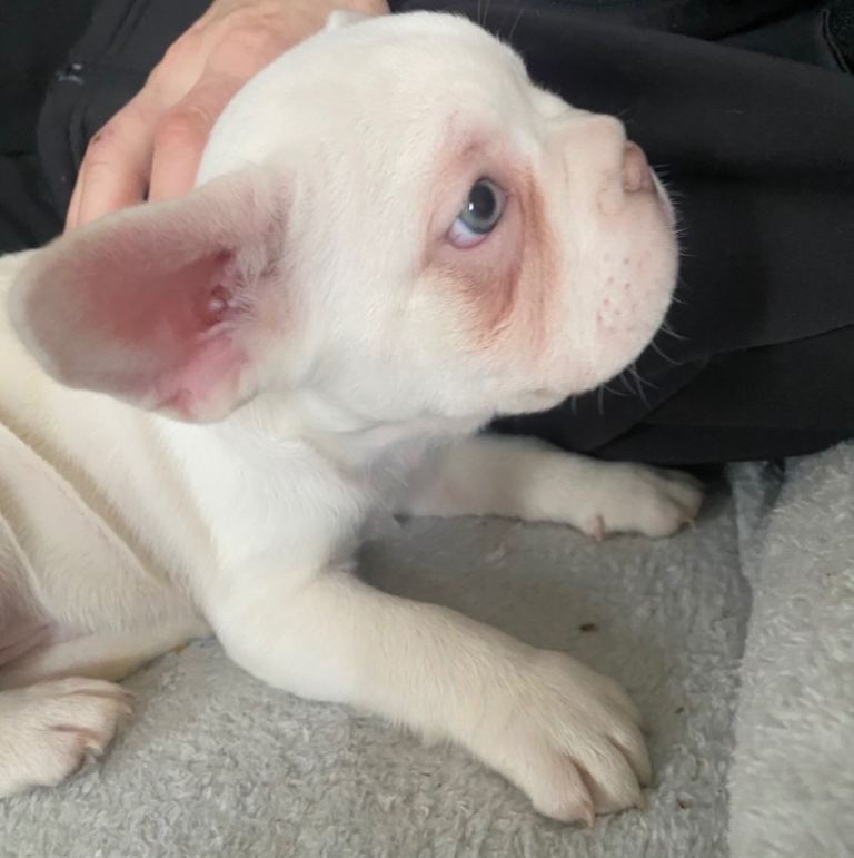 💚 eyed boy left -fluffy carrier  French Bulldog Puppies 