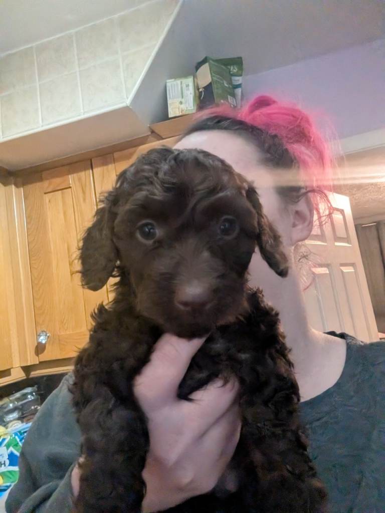 Miniature doxipoo chocolate girl
