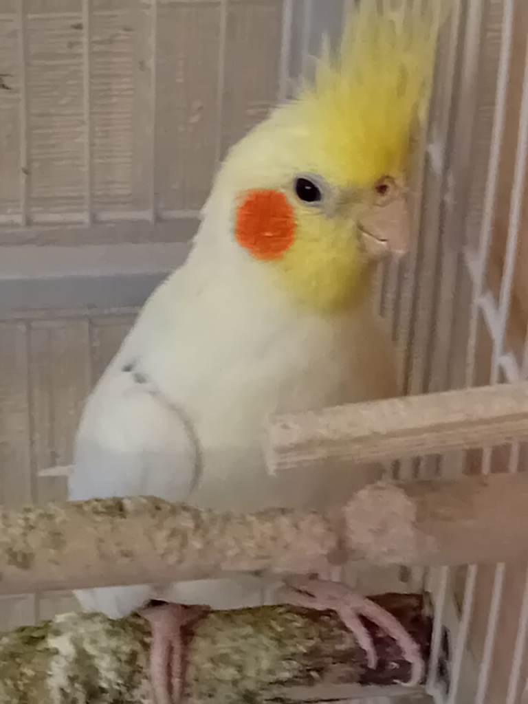 3 cockatiel complete with 2 cages 