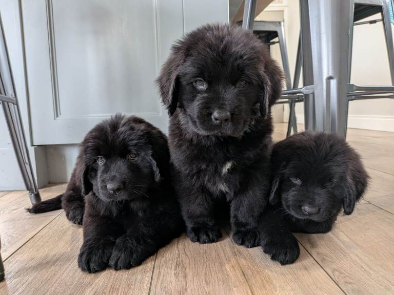 Newfoundland Puppies