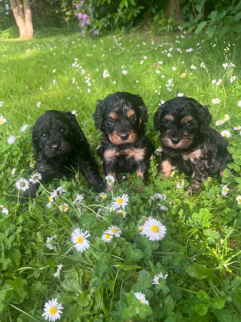 Beautiful cavapoo puppies