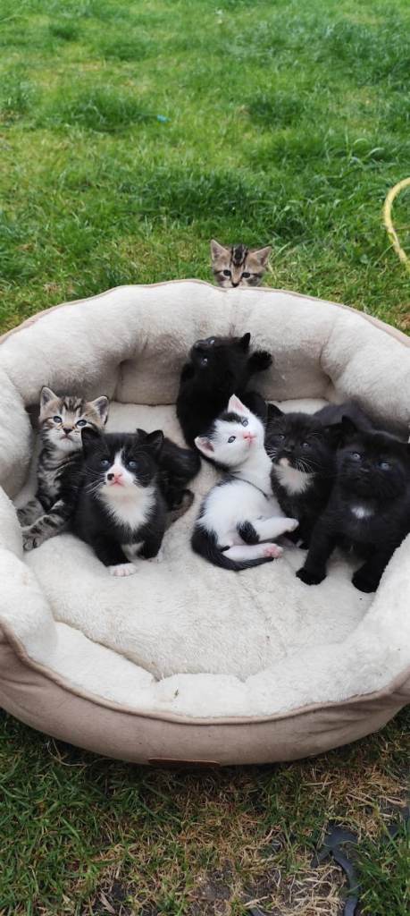 The Midnight & Marble Collection: Stunning Kittens Ready for Love