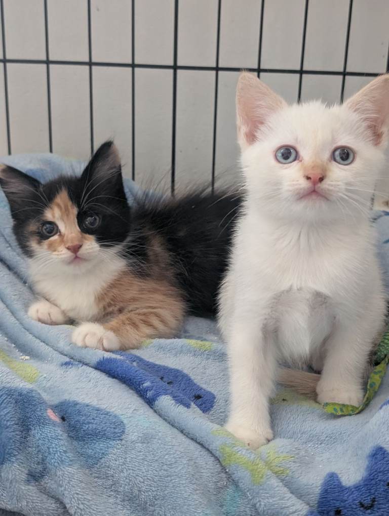 Ragdoll x kittens