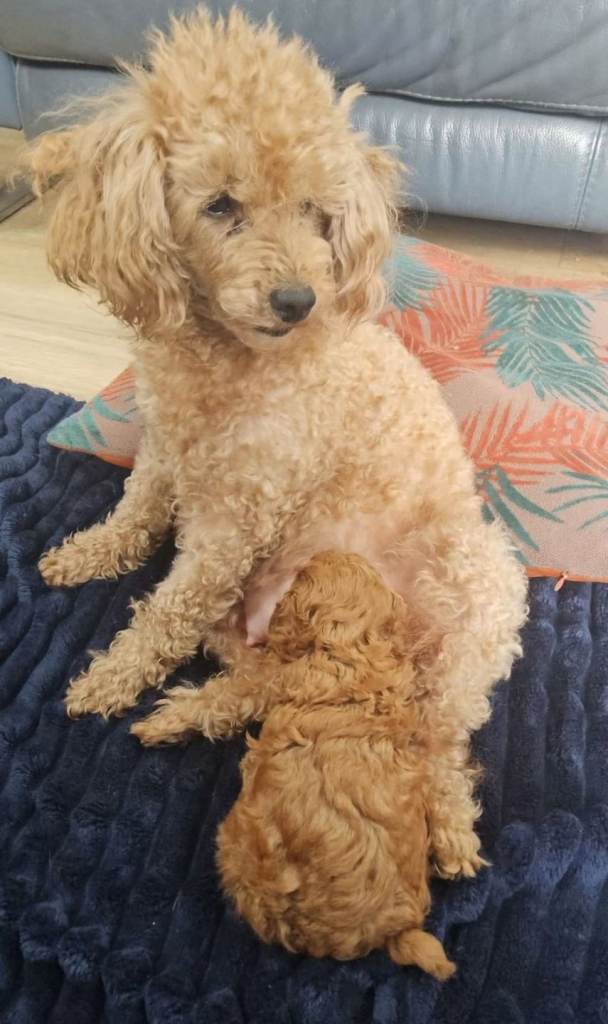 Cockapoo puppies