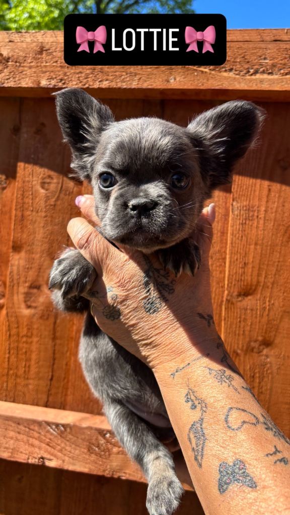 French Bulldogs pups ready now Isabella Frenchie Tan Merle