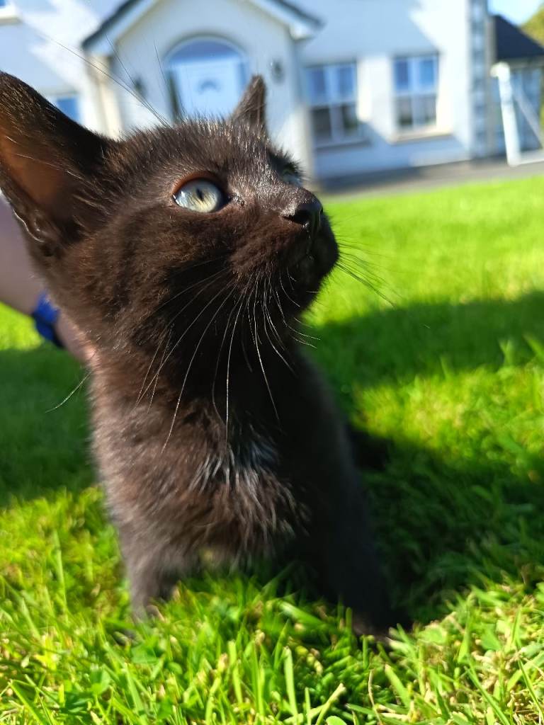 **GONE** Kitten - all black
