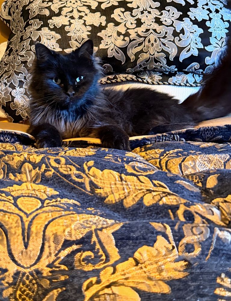 Super Affectionate Long Haired black cat 🖤