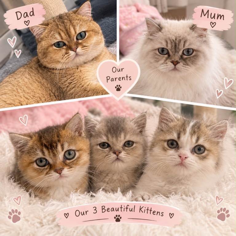 British long hair & short hair kittens 