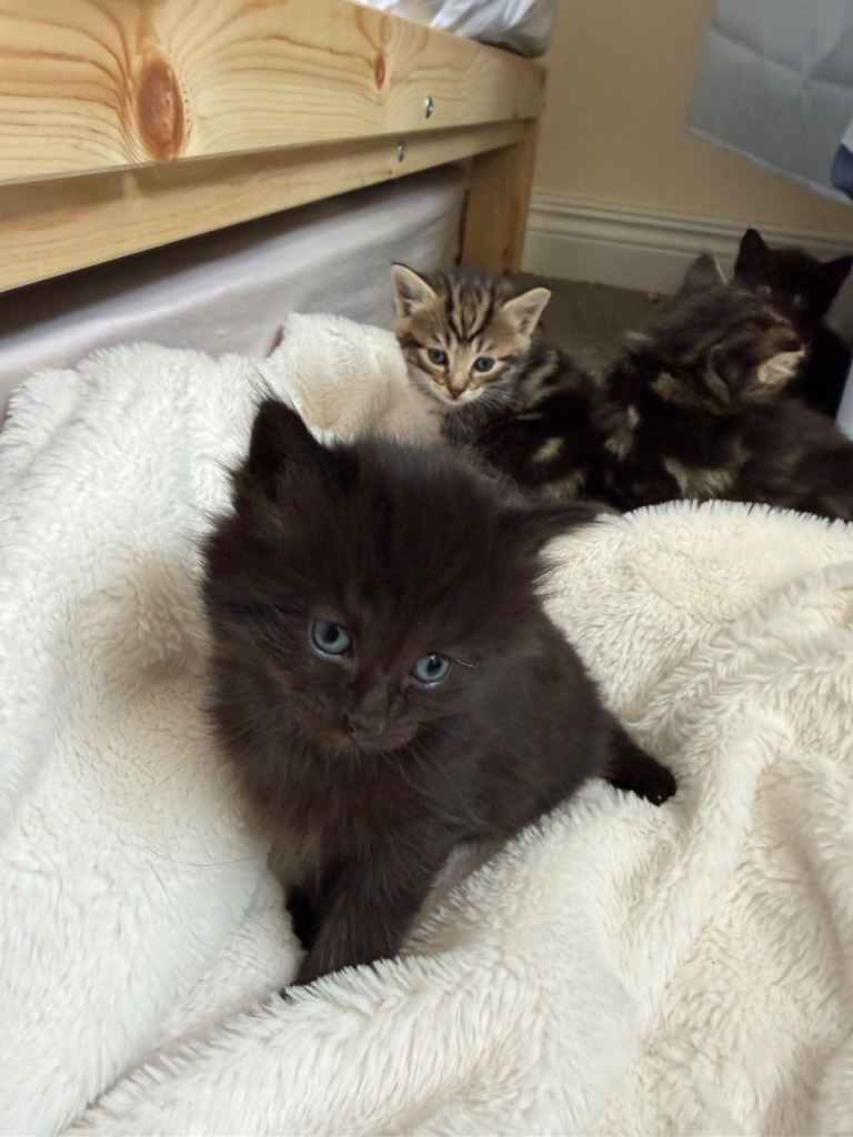 5 Maine Coon Mix Kittens – Ready Soon 