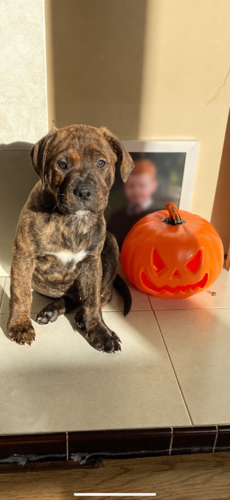 Staffy x labrador