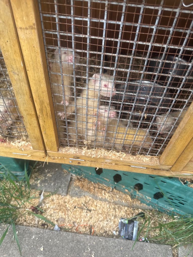 FERRETS FOR SALE 