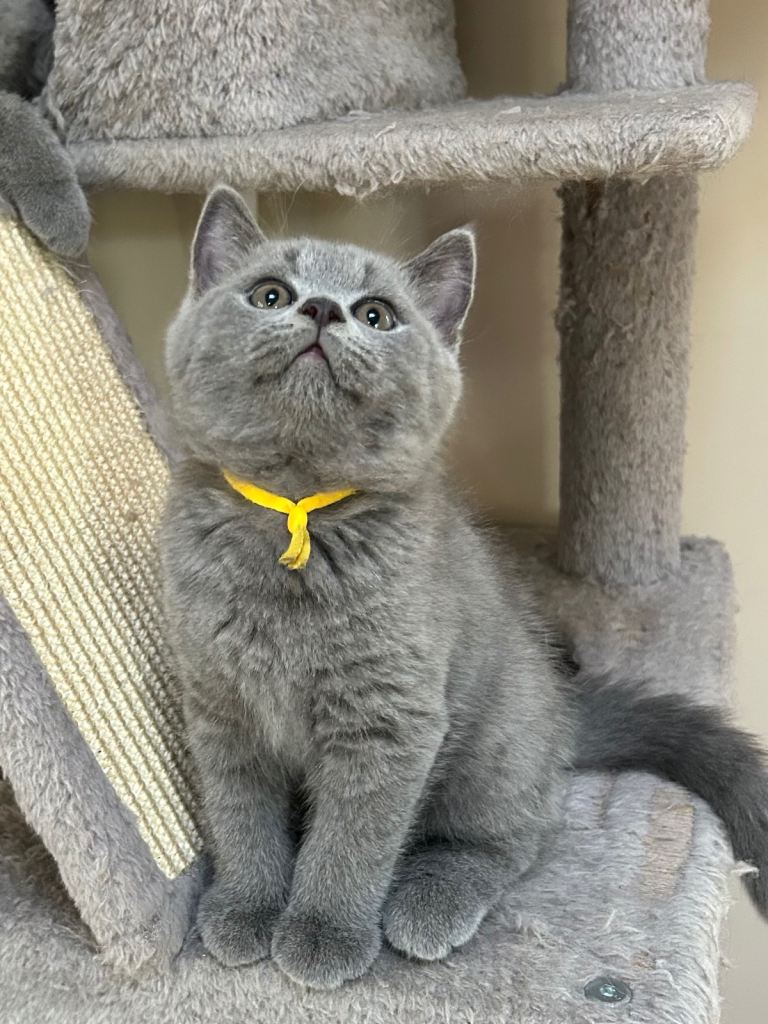 GCCF reg British Shorthair Kittens 