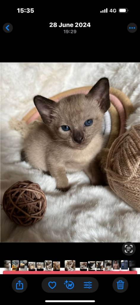Siamese kitten 