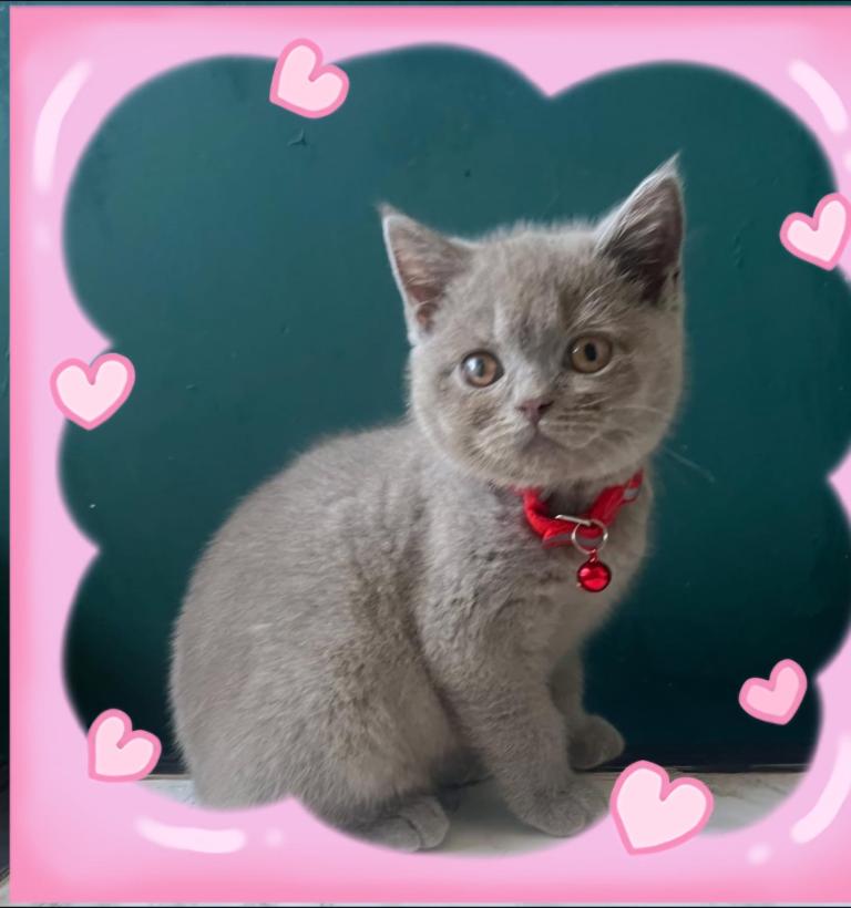 REDUCED!!Beautiful British shorthair kitten girl left 