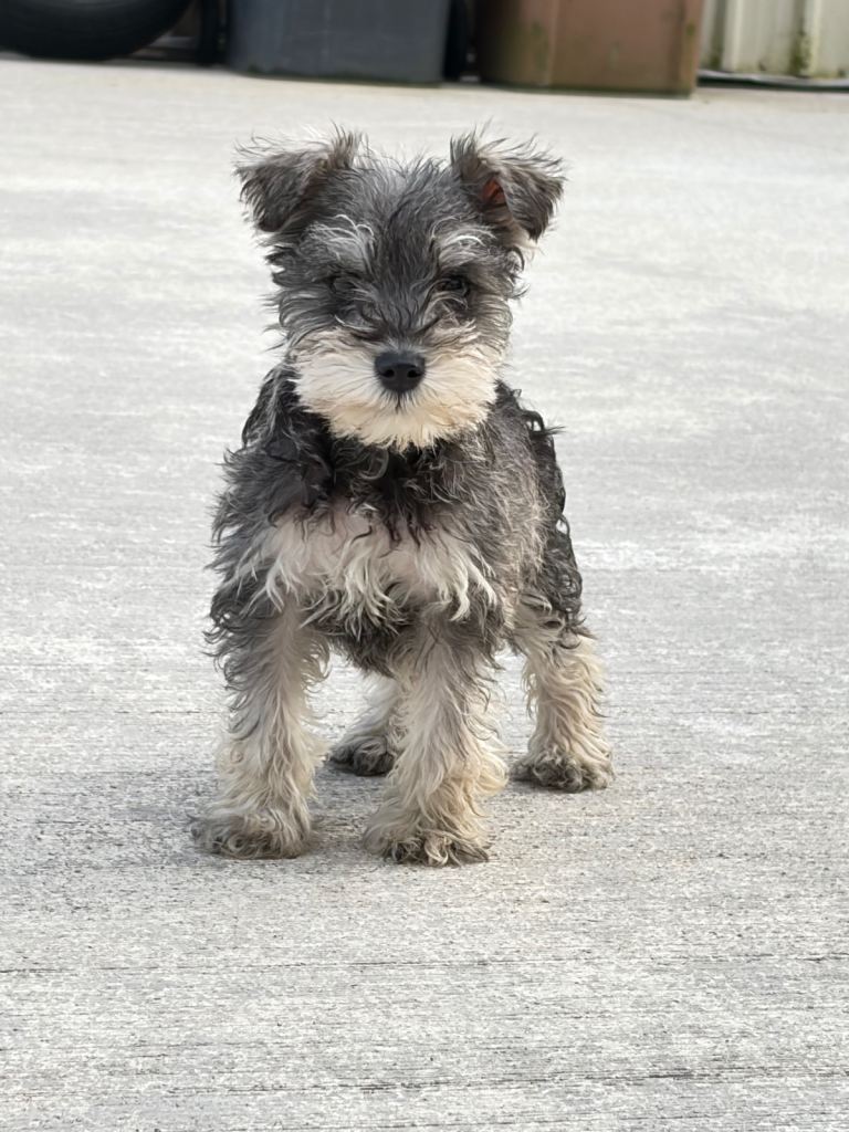MINIATURE SCHNAUZER (KENNEL CLUB REGISTERED