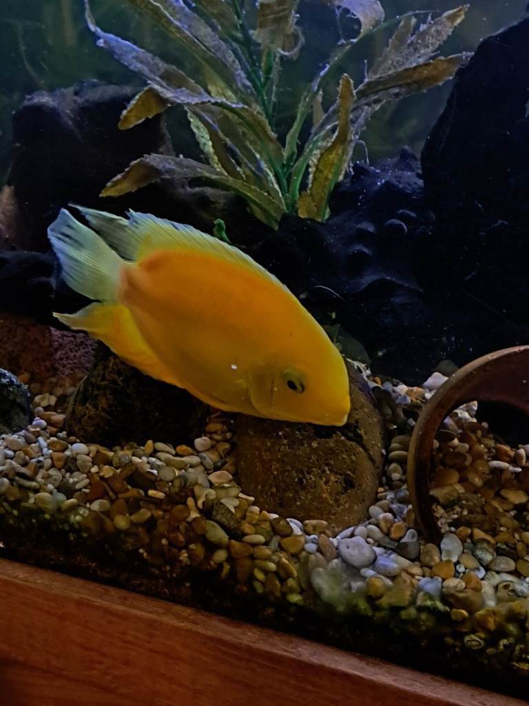 Tropical fish  for sale