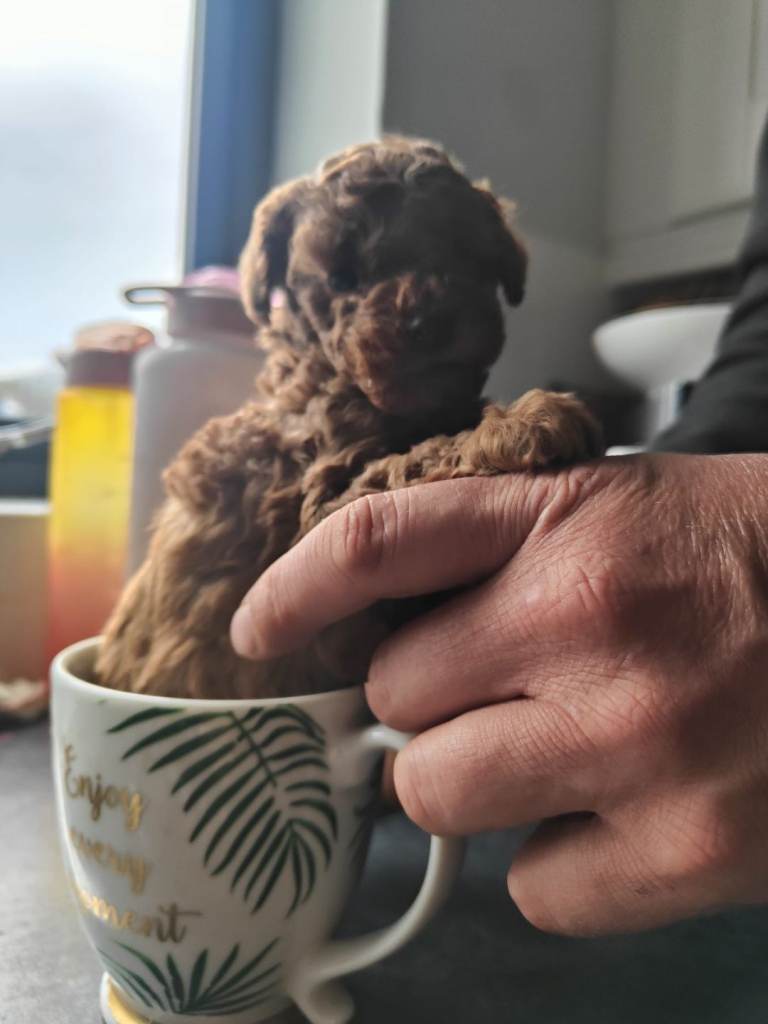 ❣️Beautiful miniature poodle puppies ❣️