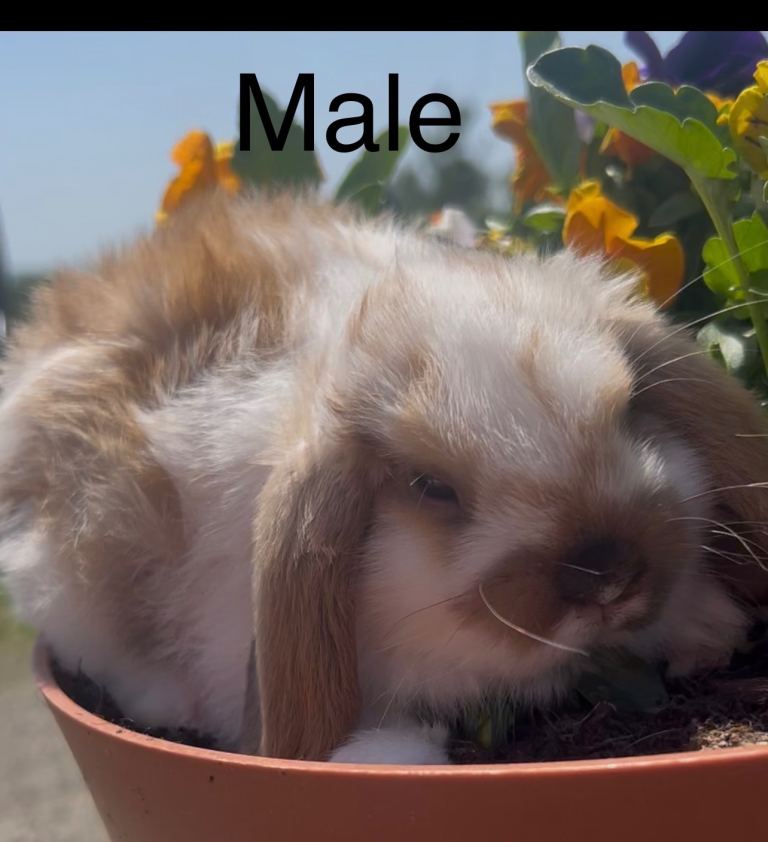 Outstanding Three Beautiful Mini Lops (Mixed Litter, Ready To Leave Next Week)